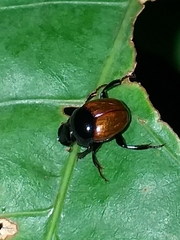 Canthon subhyalinus