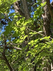 Styphnolobium japonicum