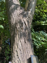 Styphnolobium japonicum