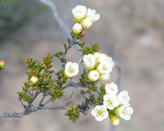 Chamelaucium ciliatum