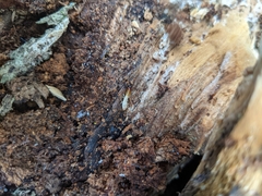 Stolotermes ruficeps