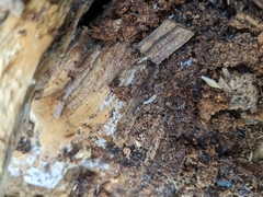 Stolotermes ruficeps