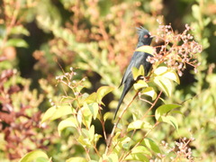 Phainopepla nitens