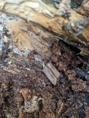 Stolotermes ruficeps