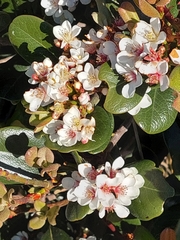 Rhaphiolepis umbellata