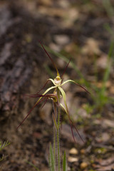 Caladenia xantha