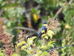 Phainopepla nitens