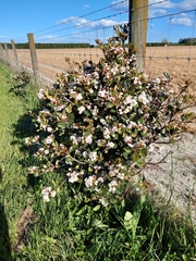 Rhaphiolepis umbellata