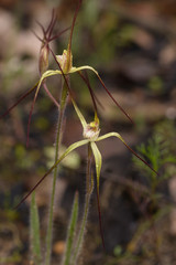 Caladenia xantha