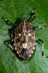 Dalpada oculata