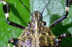 Dalpada oculata