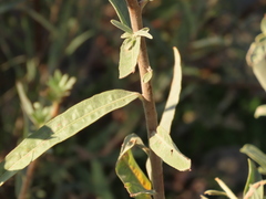 Salix exigua hindsiana