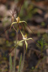 Caladenia xantha