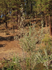 Salix exigua hindsiana