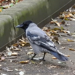 Corvus cornix