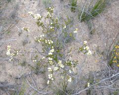 Chamelaucium ciliatum