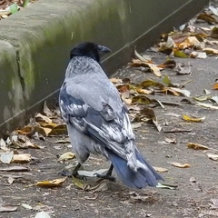 Corvus cornix