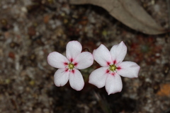 Drosera spilos