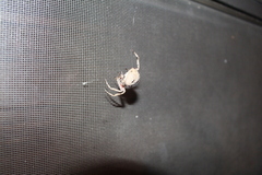 Neoscona crucifera