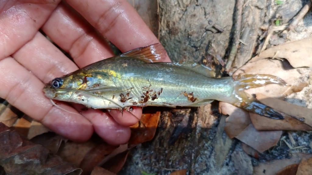 Darkhead catfish (Mystus nigriceps) — Bagridae