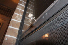 Neoscona crucifera