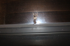 Neoscona crucifera