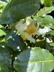 Camellia sinensis