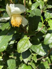 Camellia sinensis
