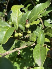 Camellia sinensis