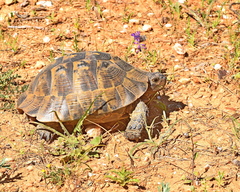 Testudo graeca