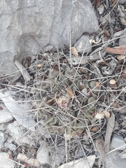Thelocactus rinconensis