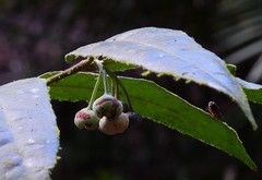 Austromatthaea elegans