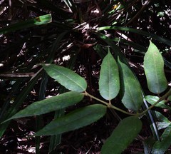 Austromatthaea elegans