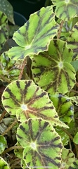 Begonia mazae