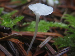 Hemimycena ignobilis