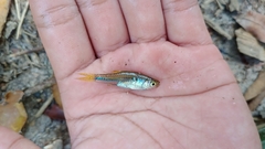 Rasbora argyrotaenia