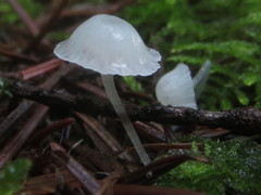 Hemimycena ignobilis