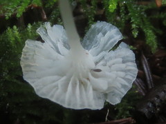 Hemimycena ignobilis