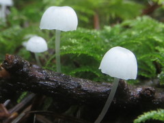 Hemimycena ignobilis
