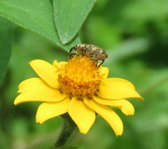 Pseudocentrinus ochraceus