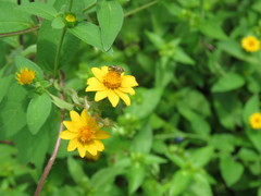 Pseudocentrinus ochraceus