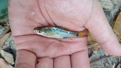 Rasbora elegans