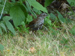 Melospiza melodia morphna