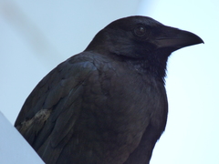 Corvus brachyrhynchos