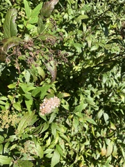 Spiraea