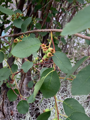 Amelanchier cusickii