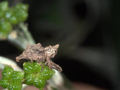 Ouroporopterus squamiventris