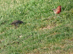 Haemorhous mexicanus