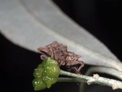 Ouroporopterus squamiventris