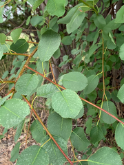 Amelanchier cusickii